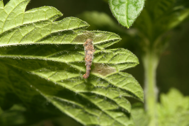 Astucci larvali di Coleophoridae